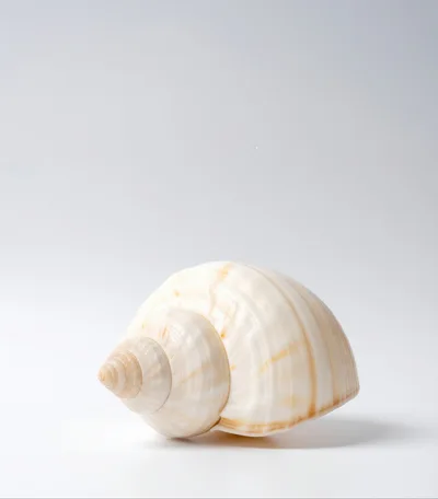 Single Seashell Isolated On A White Background