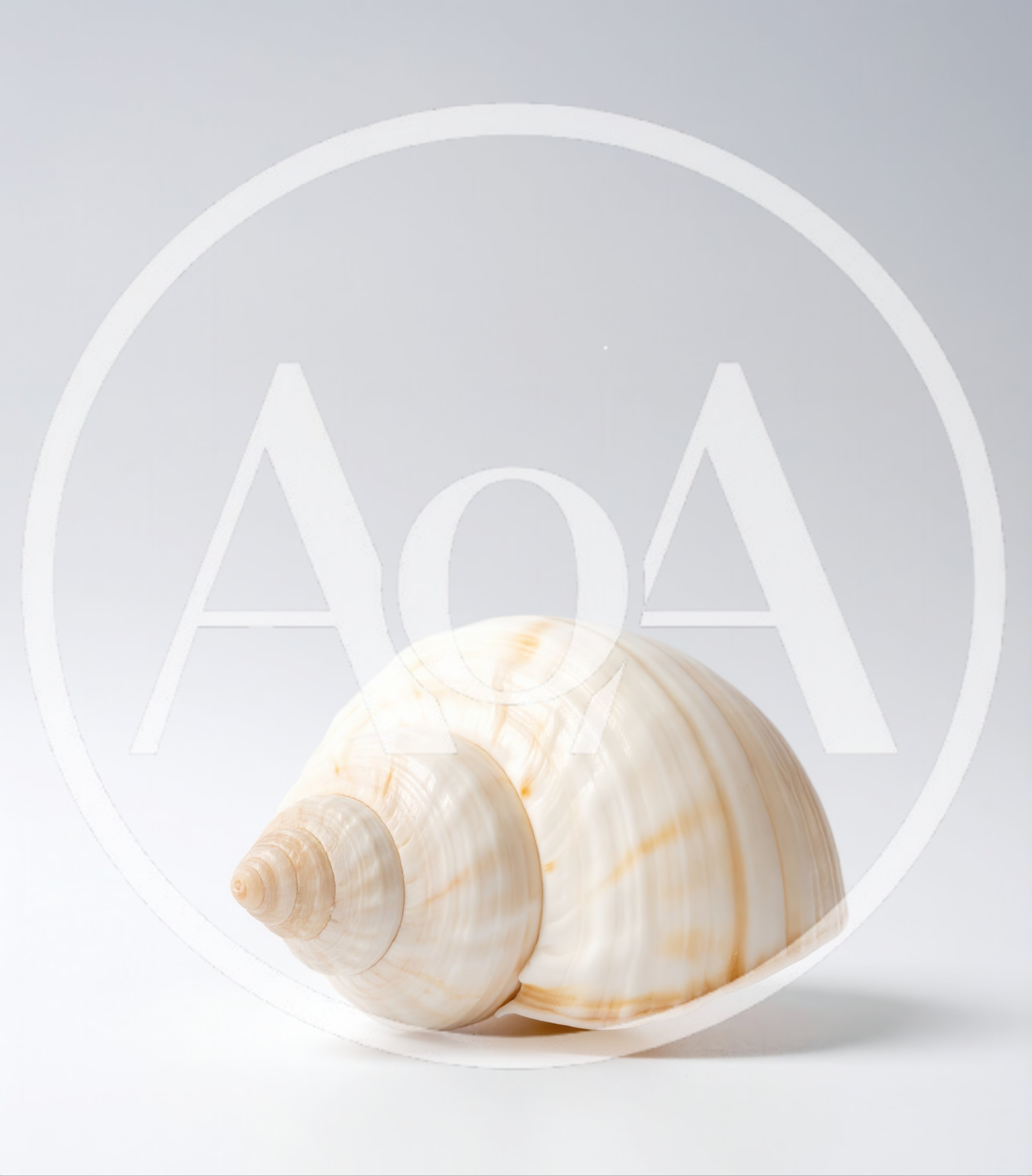 Single Seashell Isolated On A White Background