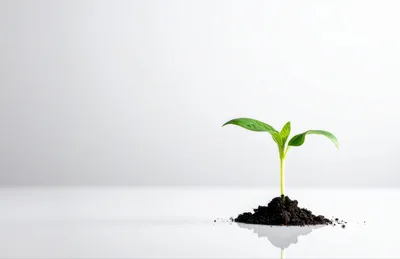 Small Green Sprout Growing From Soil