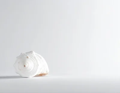 White Seashell Isolated On A Clean White Background