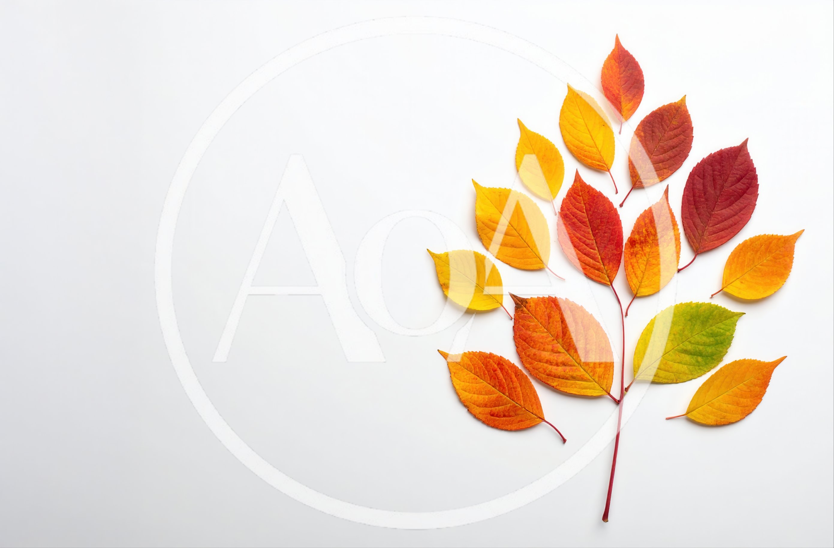 Autumn Leaves Arranged on White Background