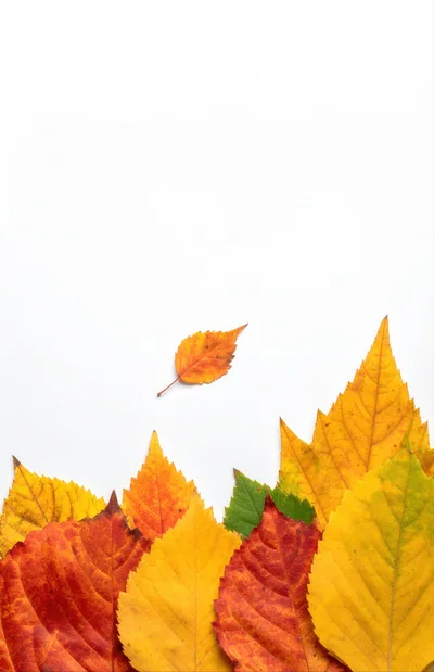 Colorful Autumn Leaves Arranged On White Background