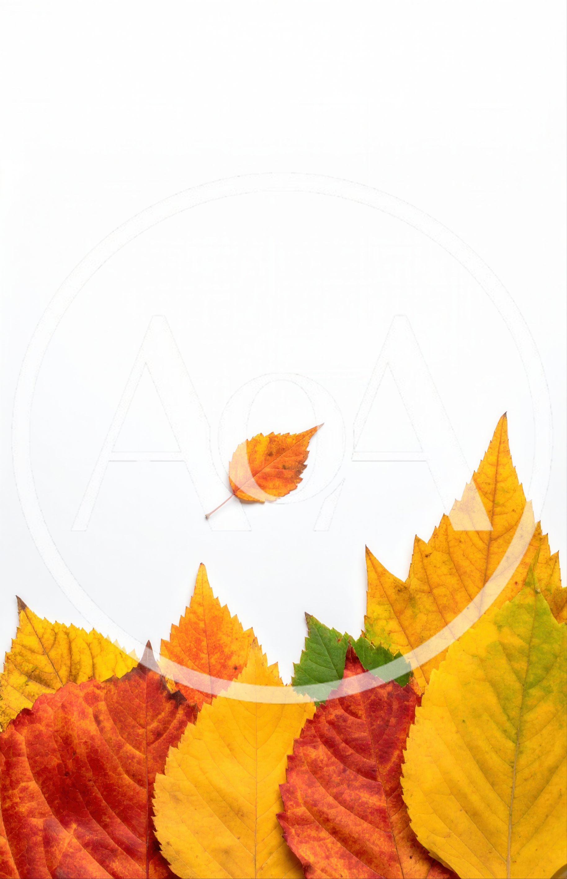 Colorful Autumn Leaves Arranged On White Background