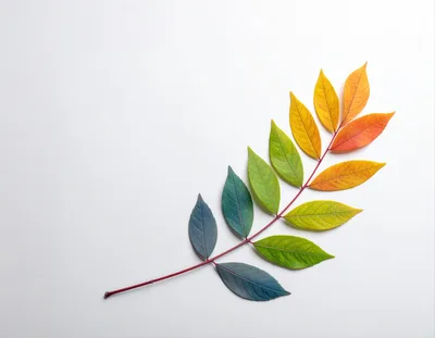 Gradient Colored Autumn Leaf Branch on White Background