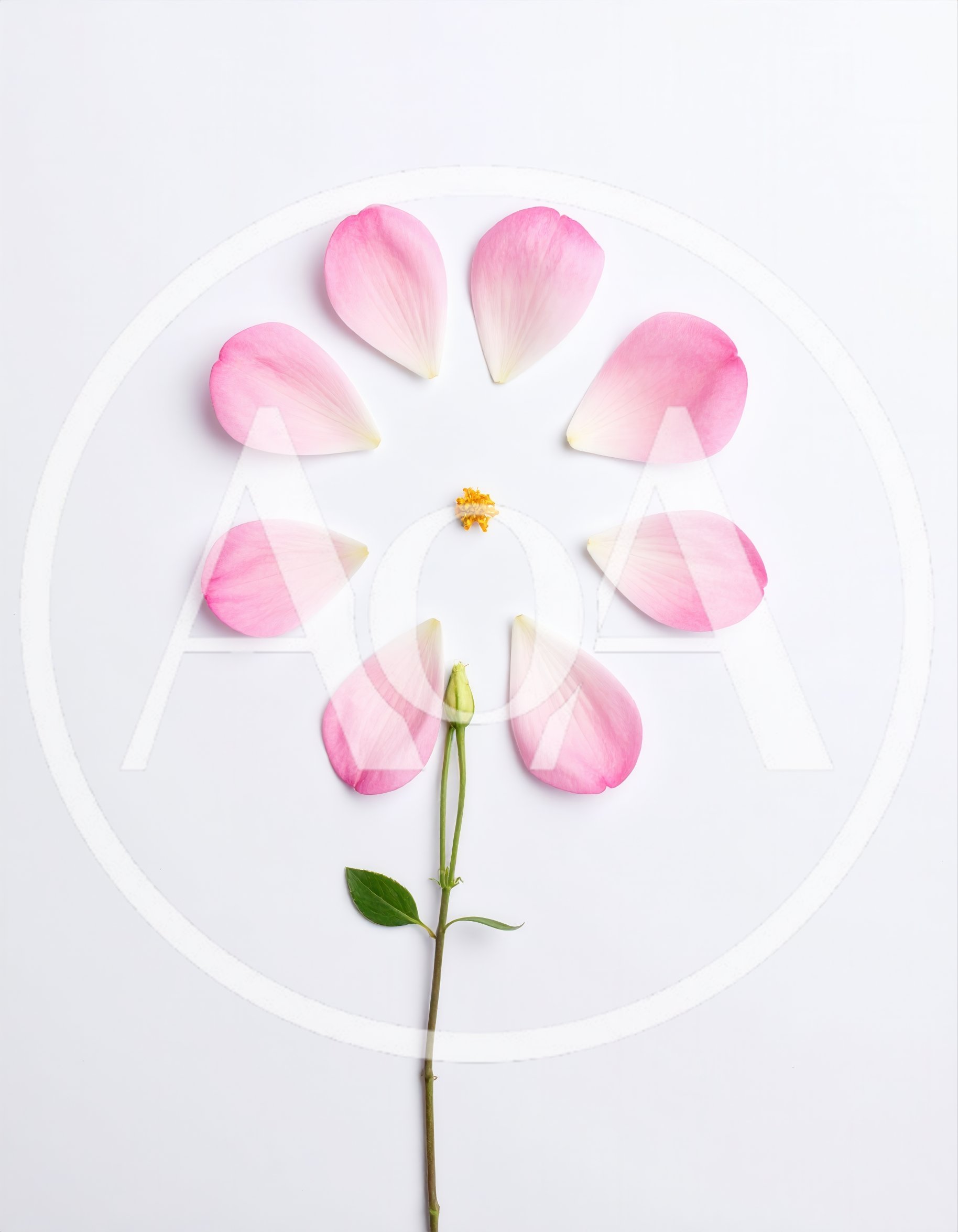 Deconstructed Pink Flower Petals Arranged On White Background