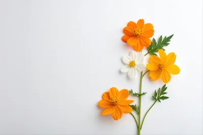 Three Cosmos Flowers on White Background