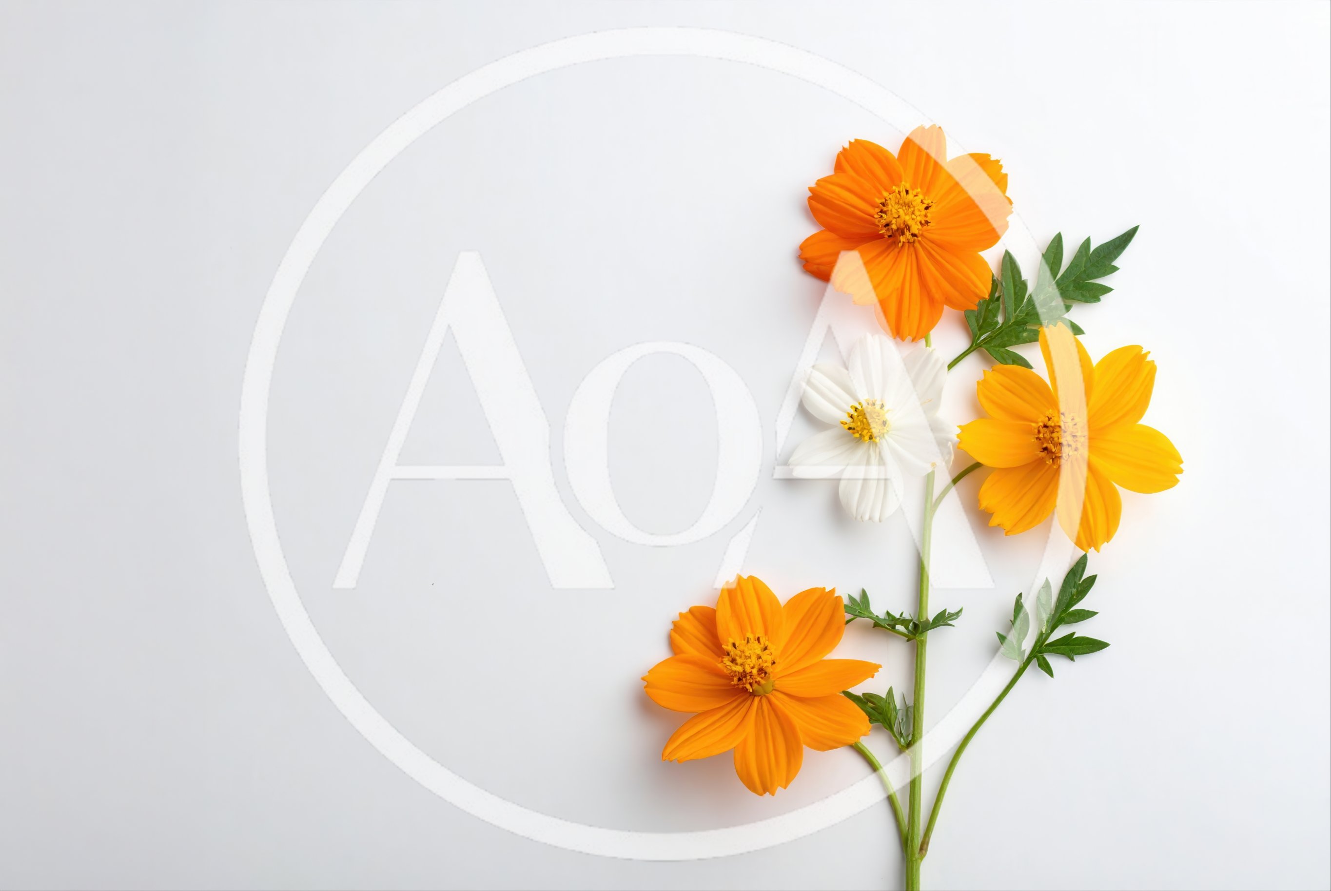 Three Cosmos Flowers on White Background