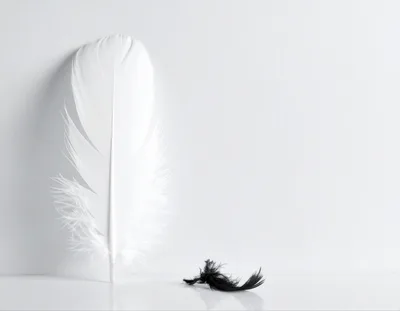 Large White Feather And Small Black Feather