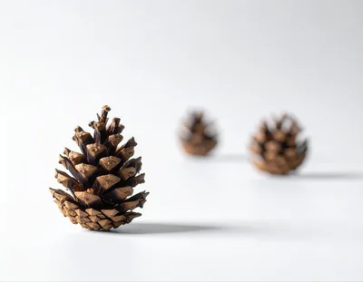 Three Pine Cones Arranged On A White Surface