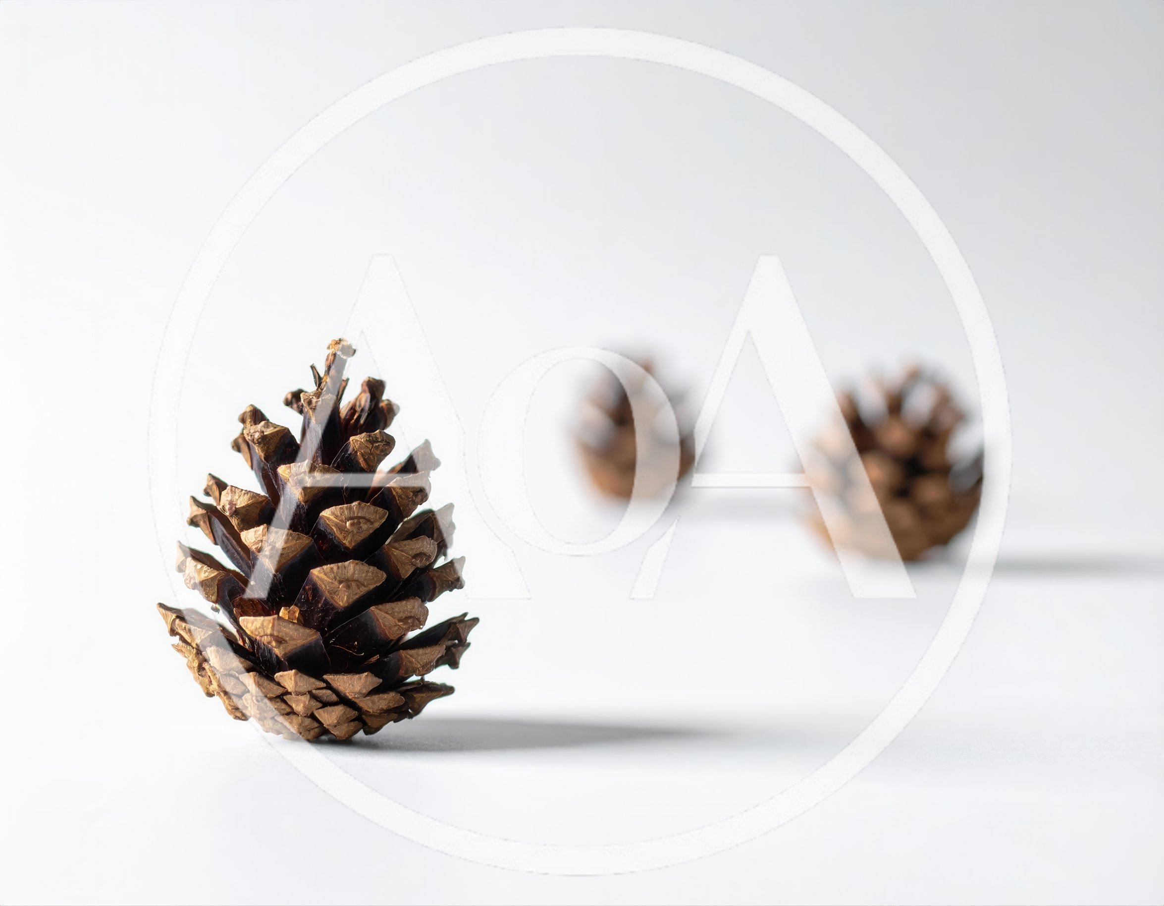 Three Pine Cones Arranged On A White Surface