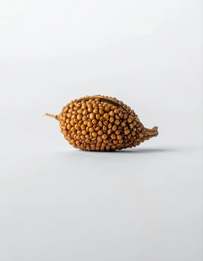 Single Dried Sorghum Grain Head On White Background