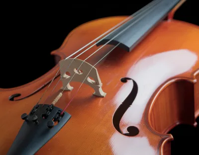 Close Up Of A Cello Bridge And Strings