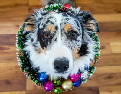 Australian Shepherd Dog Wearing A Christmas Ornament Wreath