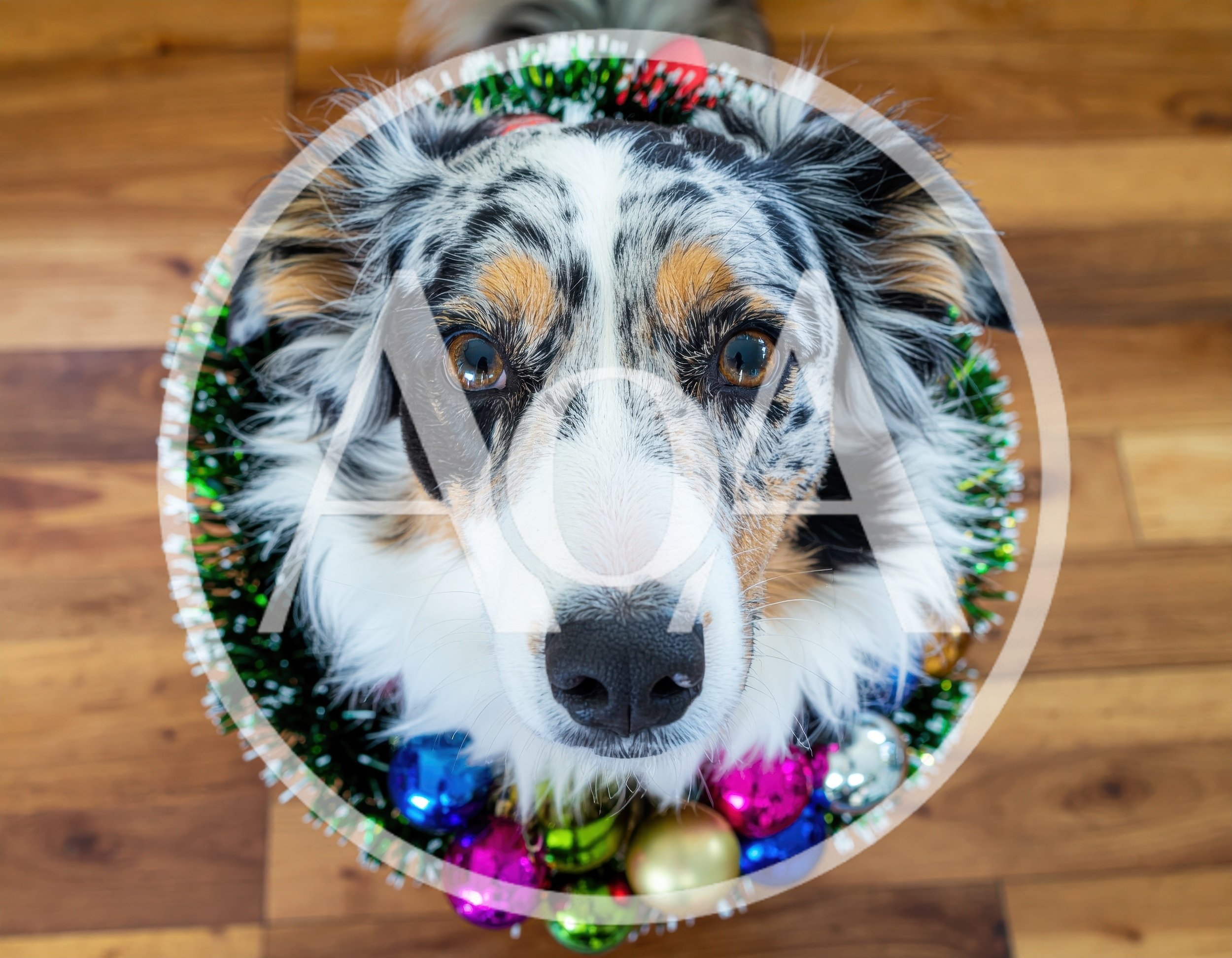 Australian Shepherd Dog Wearing A Christmas Ornament Wreath