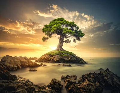 Solitary Bonsai Tree On A Rocky Island At Sunset