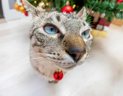 Close Up Portrait Of A Siamese Tabby Cat