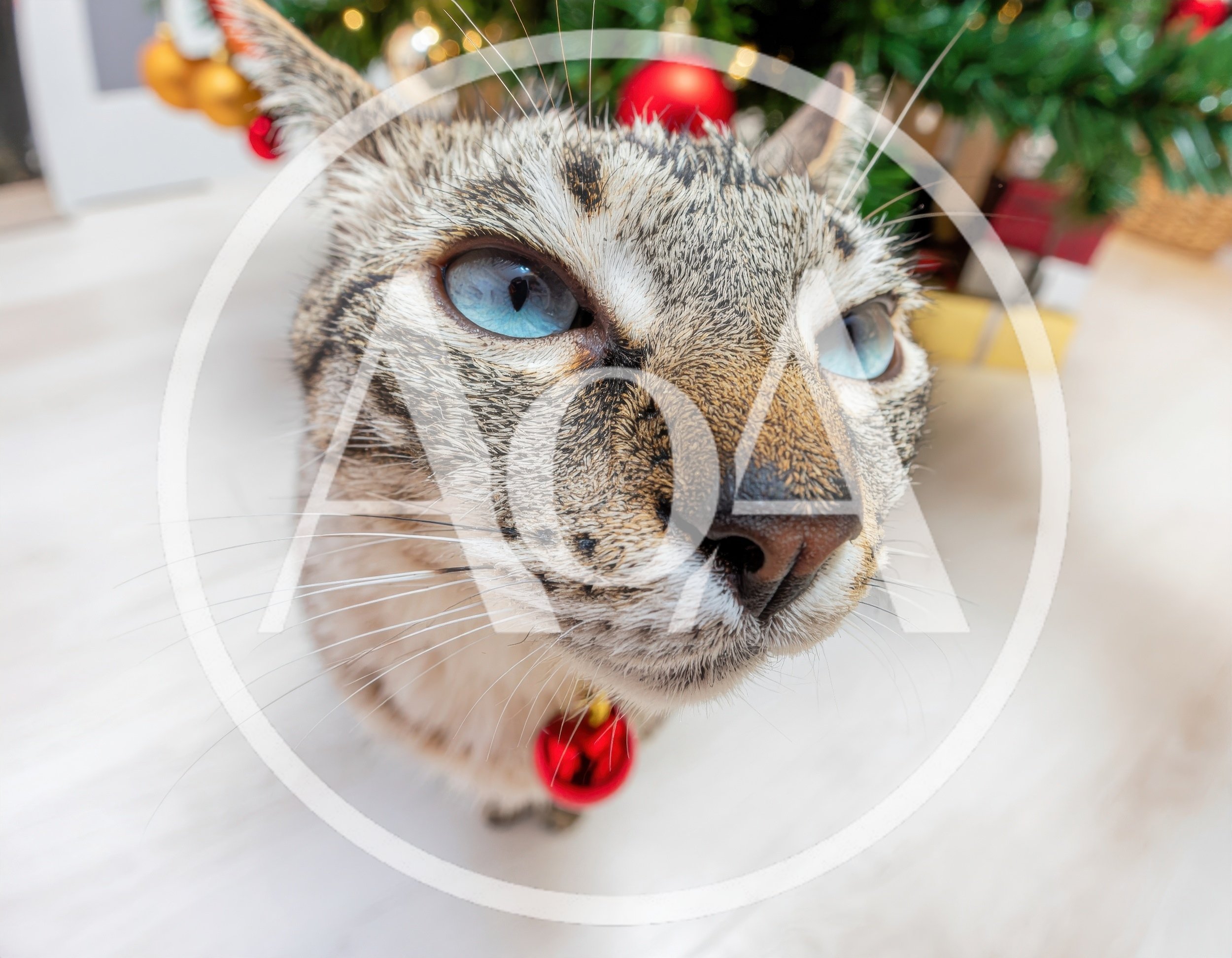 Close Up Portrait Of A Siamese Tabby Cat