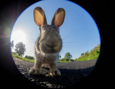 Close Up Fisheye View Of A Wild Rabbit