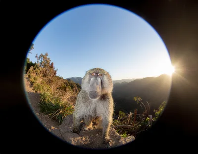 Baboon Standing On A Mountain Trail At Sunset