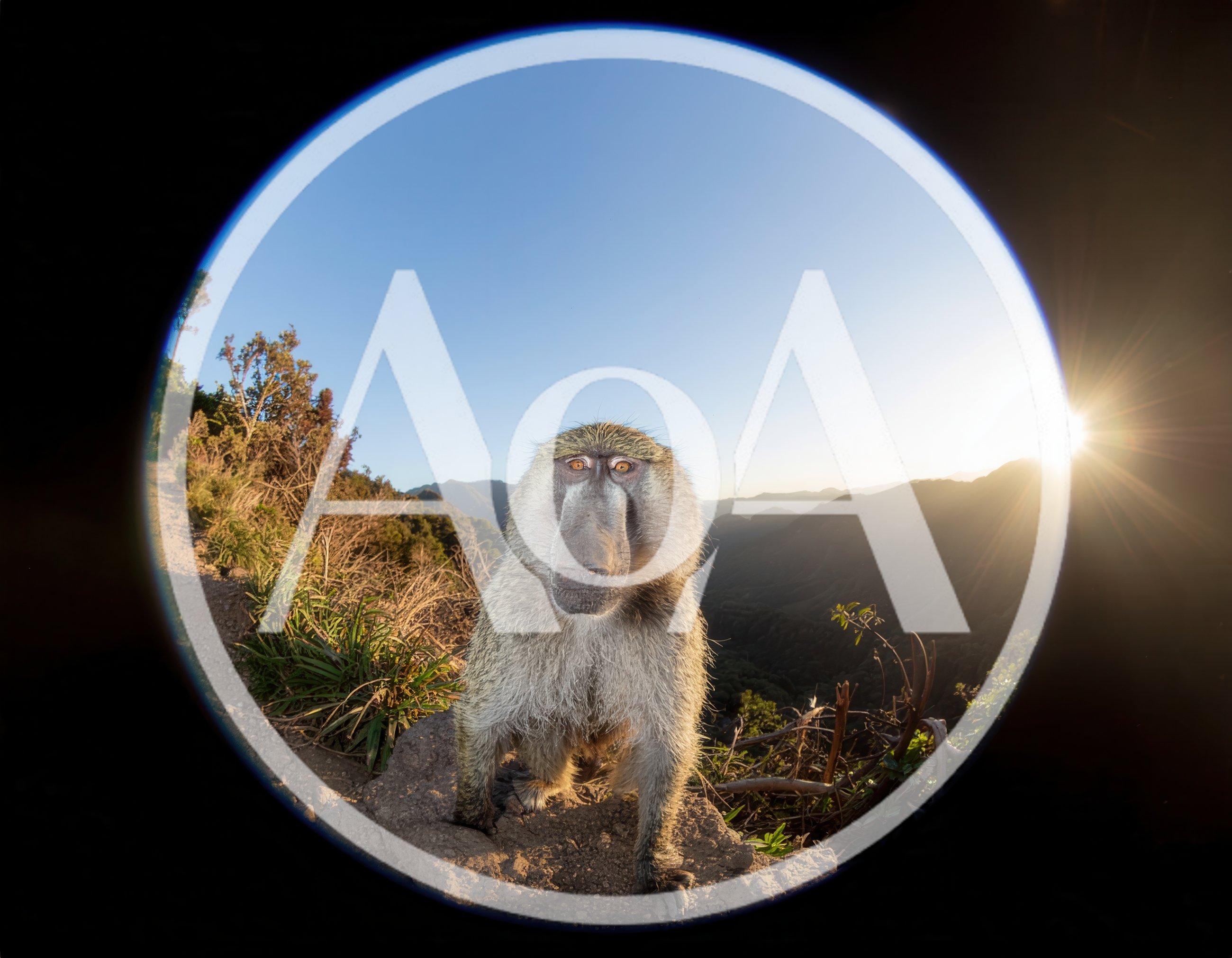 Baboon Standing On A Mountain Trail At Sunset
