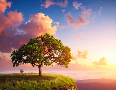Solitary Oak Tree On A Grassy Mountain Cliff
