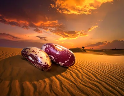 Two Speckled Beans Resting On Desert Sand Dunes