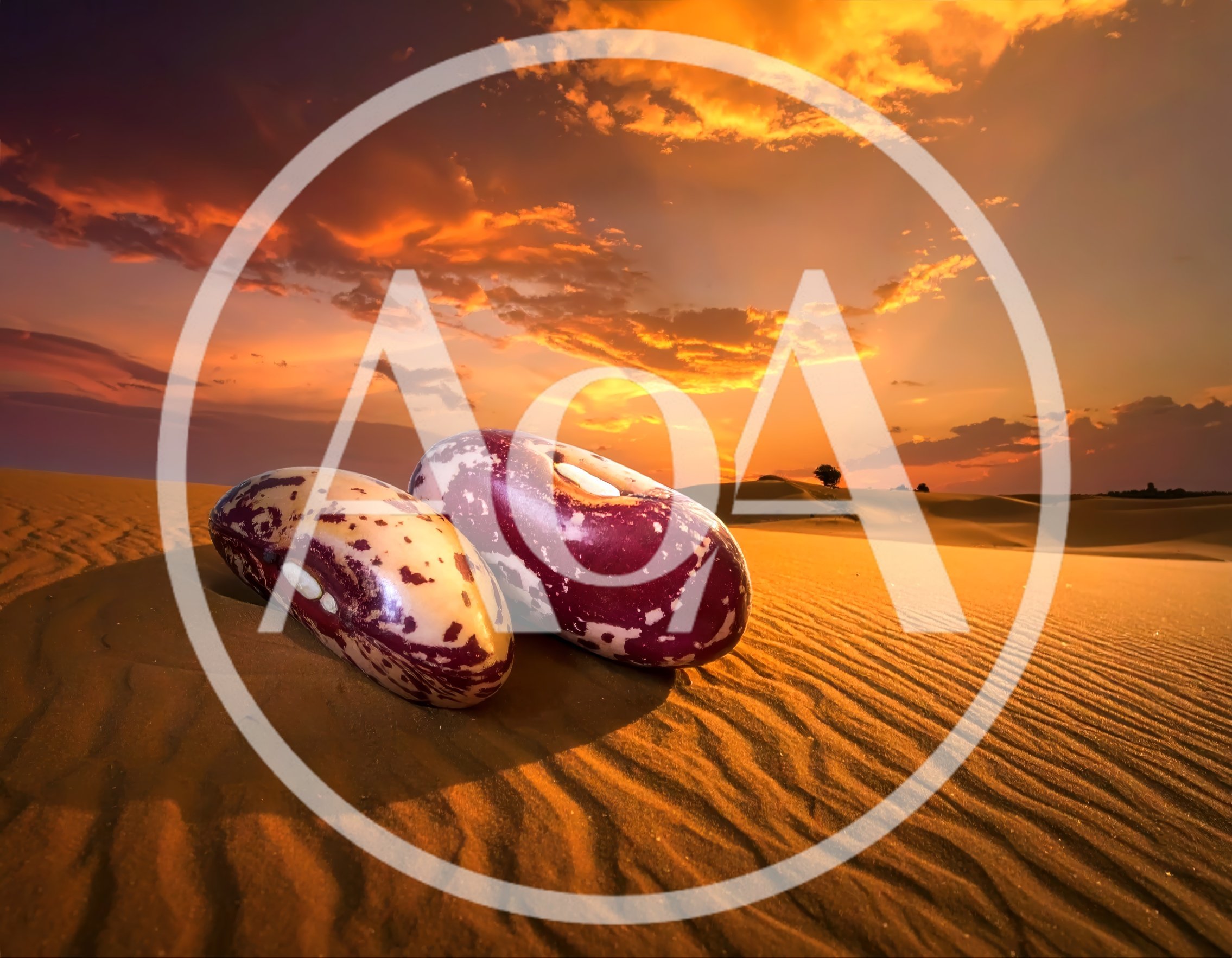 Two Speckled Beans Resting On Desert Sand Dunes