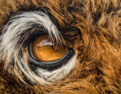 Extreme Close Up Of A Tiger Eye
