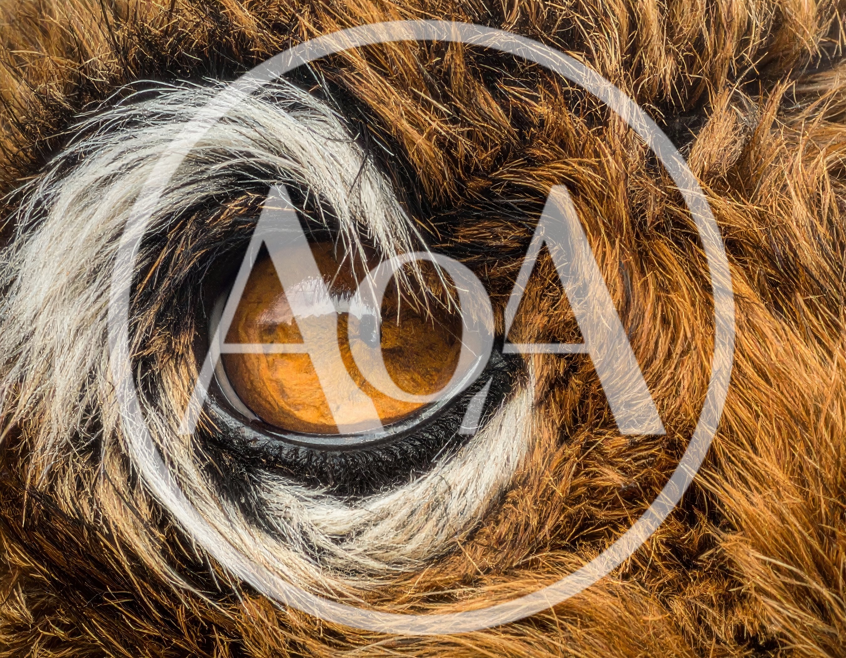 Extreme Close Up Of A Tiger Eye