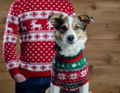 Person And Dog Wearing Matching Christmas Sweaters