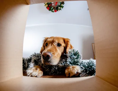 Golden Retriever Looking Into A Cardboard Box