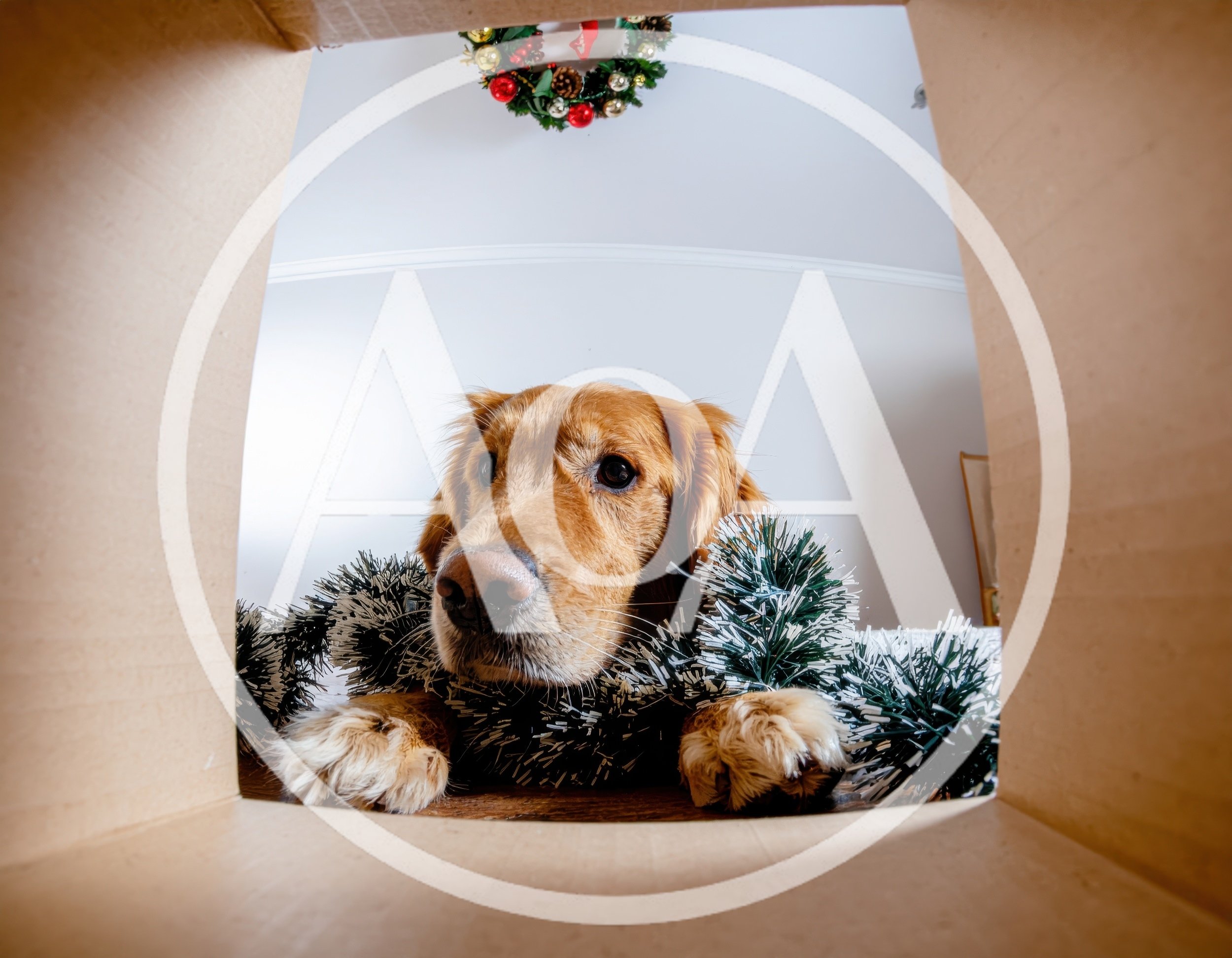 Golden Retriever Looking Into A Cardboard Box