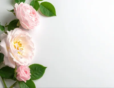 Pink Rose Flowers Arrangement on White Background