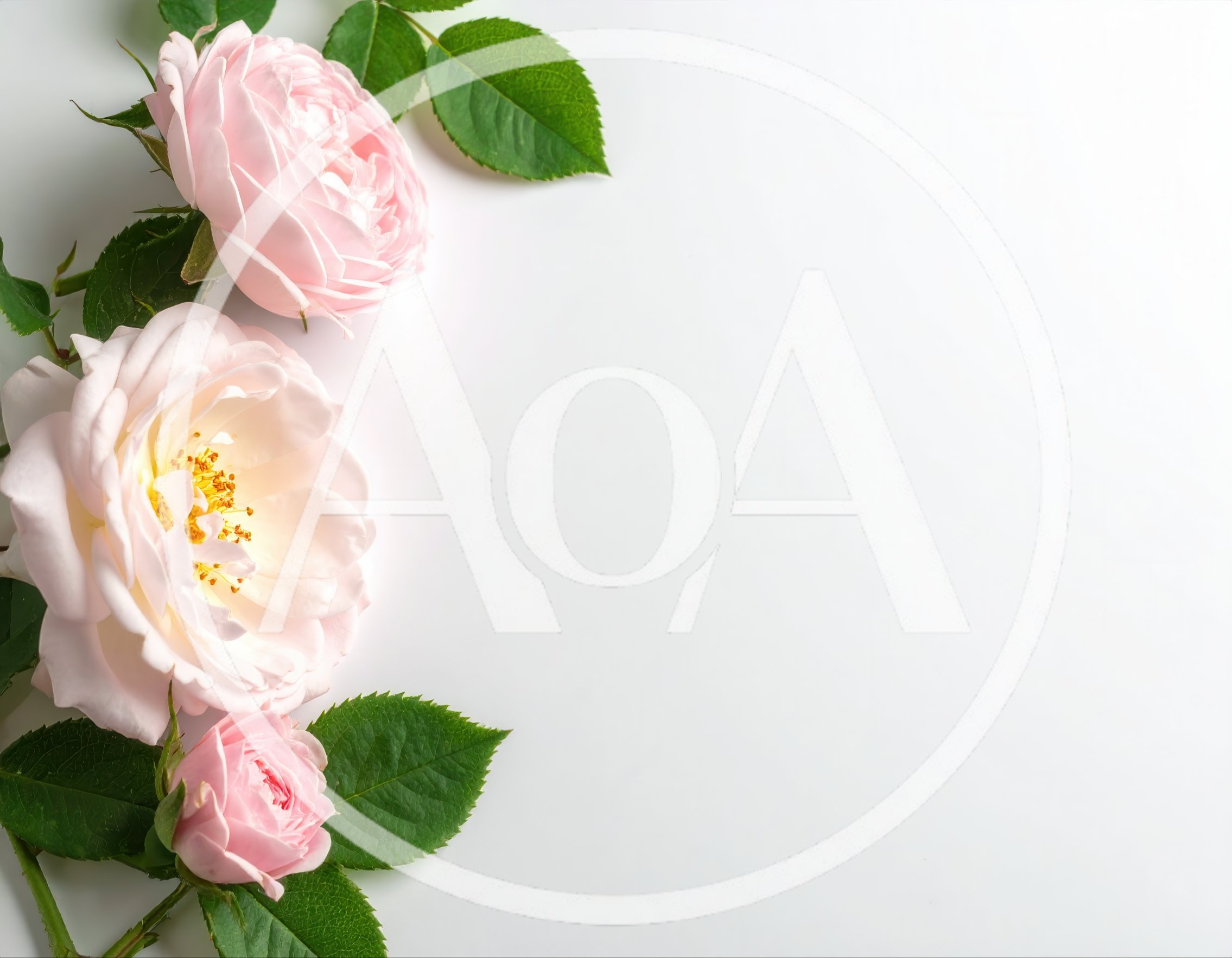 Pink Rose Flowers Arrangement on White Background