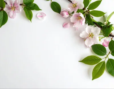 Apple Blossom Branch Frame on White Background