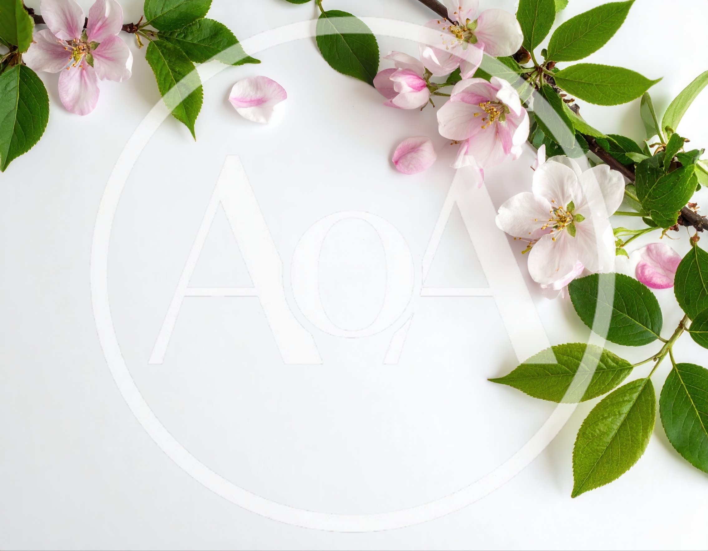 Apple Blossom Branch Frame on White Background
