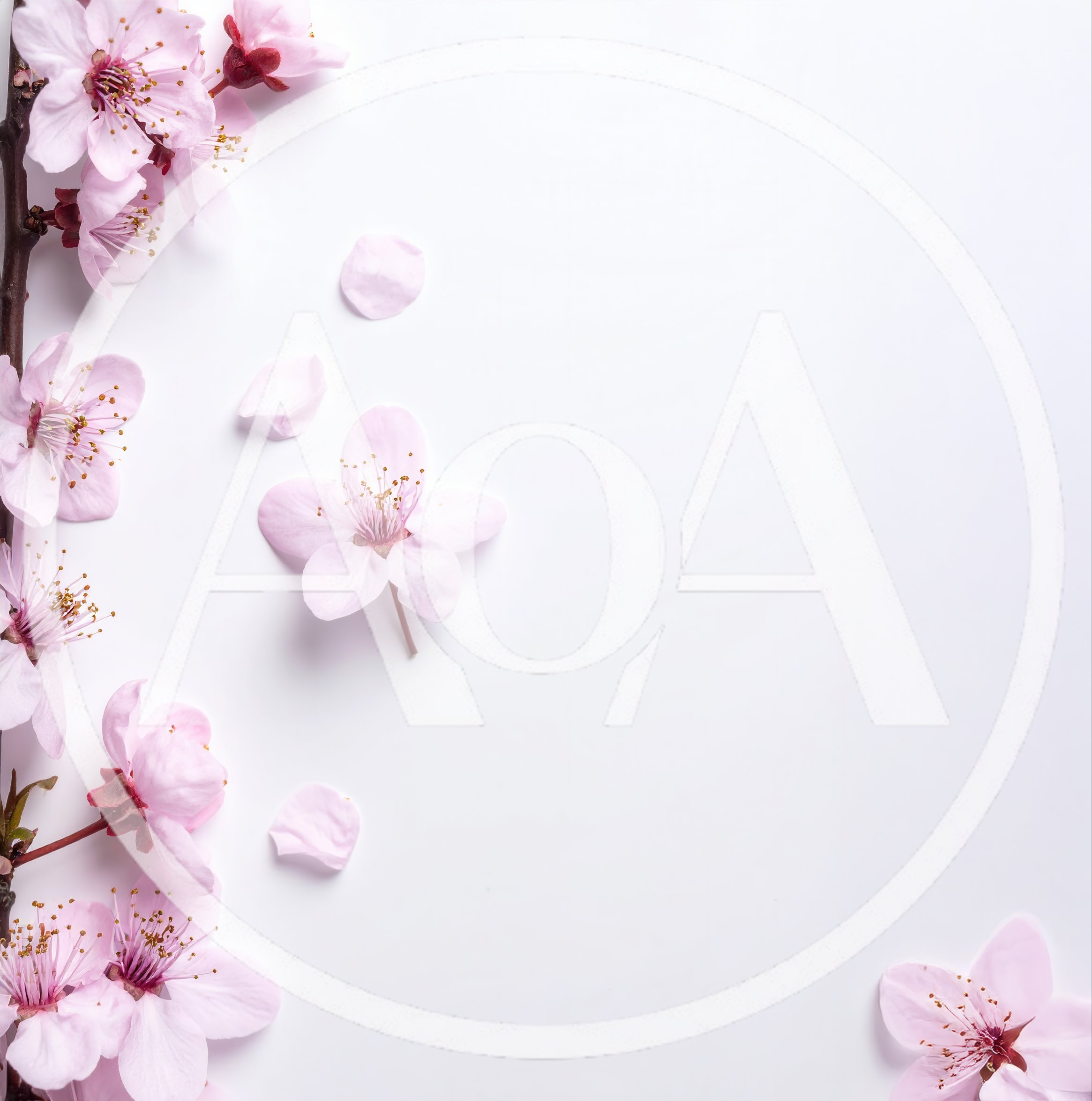 Pink Cherry Blossom Flowers on White Background