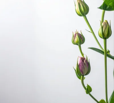 Eustoma Flower Buds Against A White Background