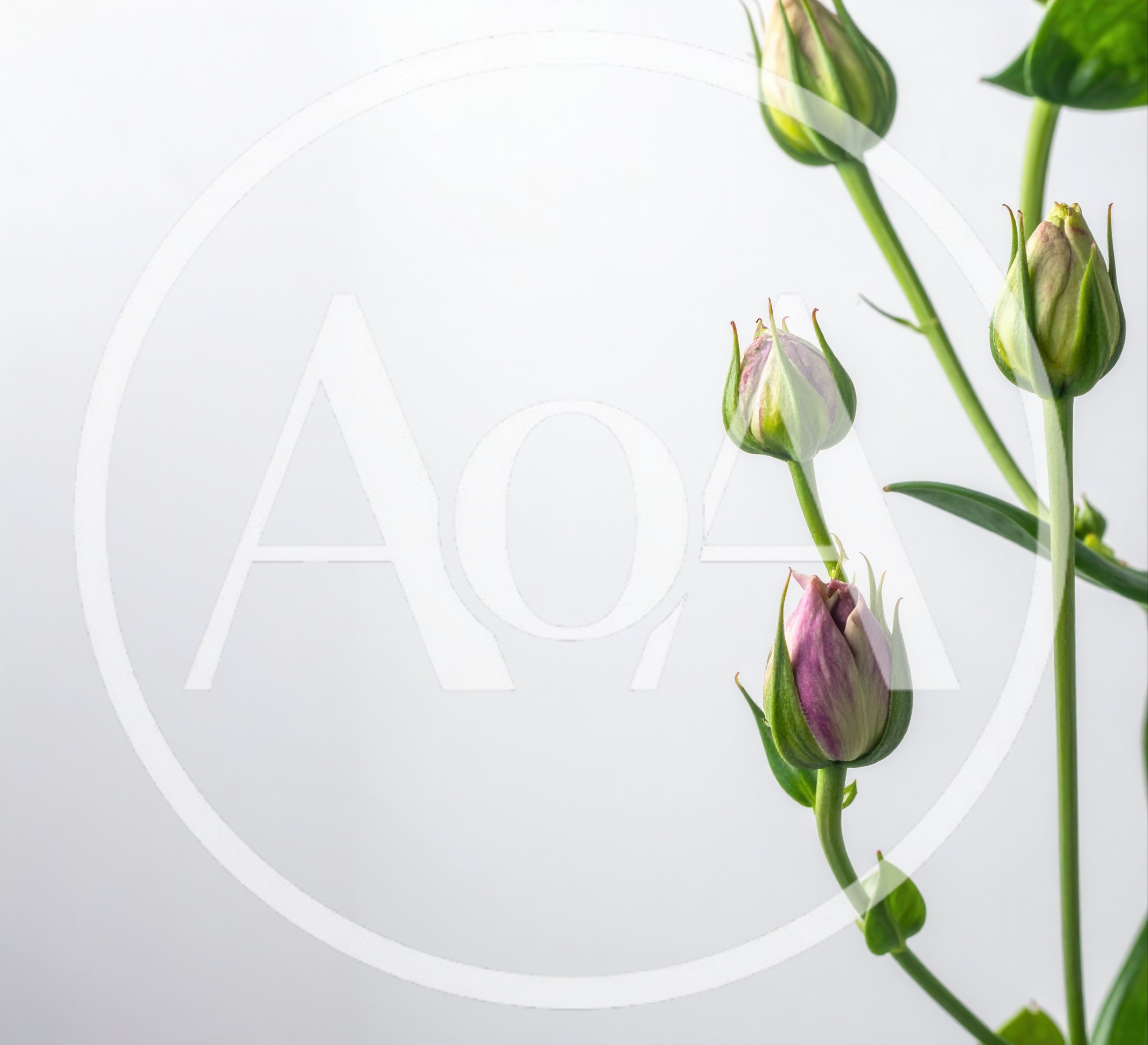 Eustoma Flower Buds Against A White Background