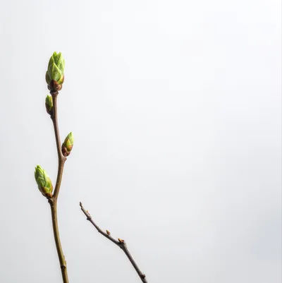 Fresh Green Tree Buds On A Twig