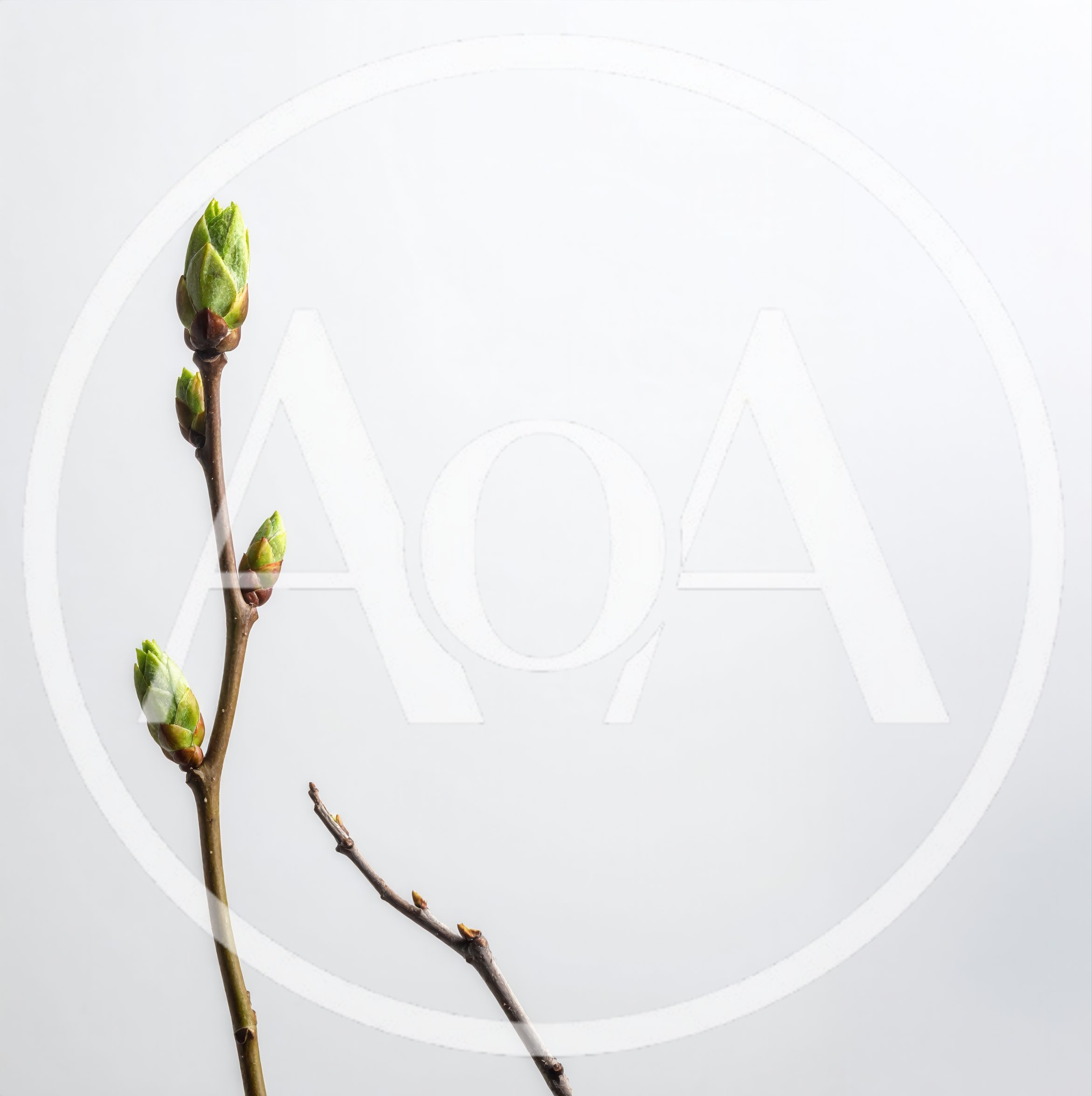 Fresh Green Tree Buds On A Twig