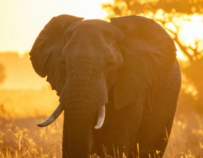 African Elephant Standing In Golden Sunset Light