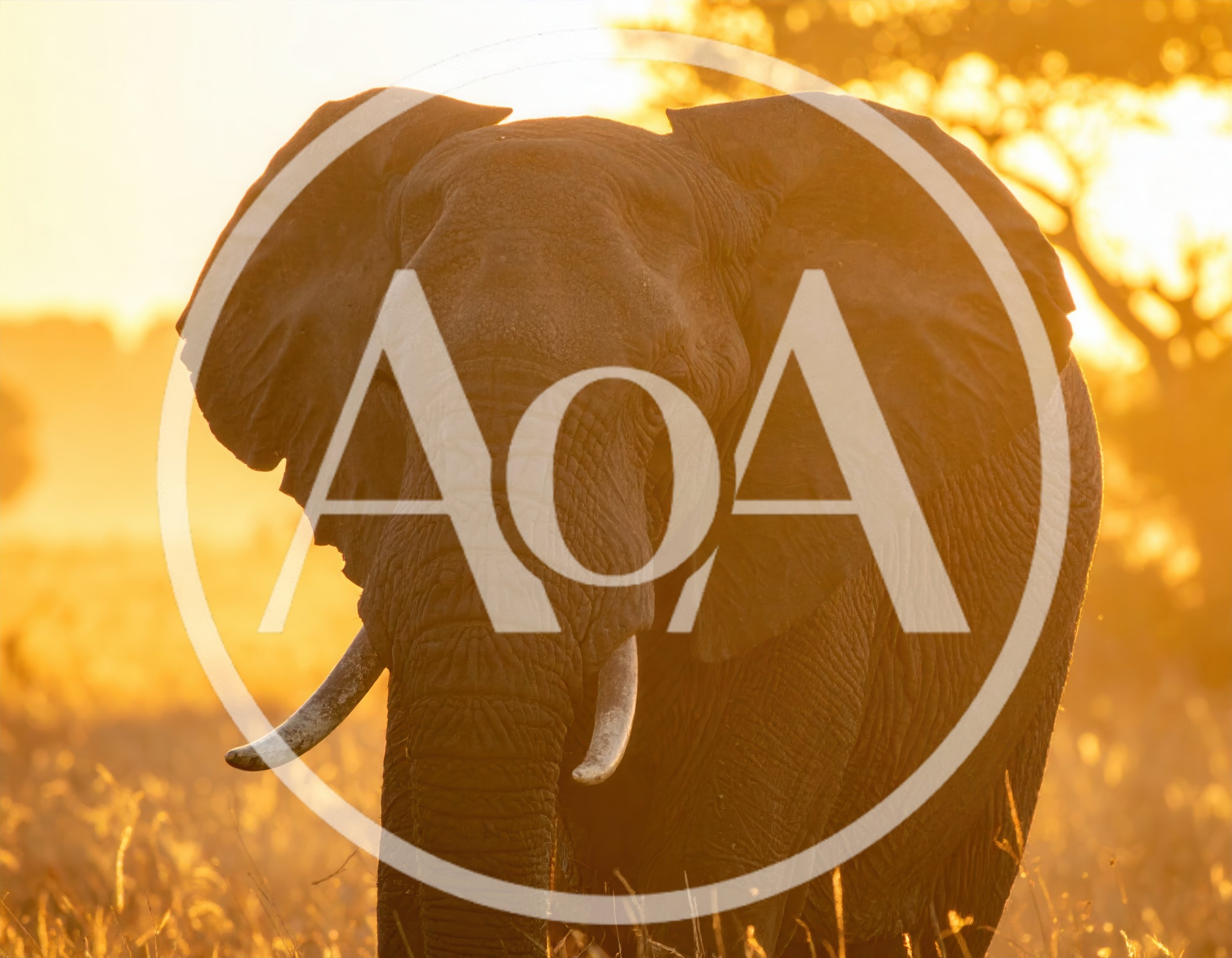 African Elephant Standing In Golden Sunset Light