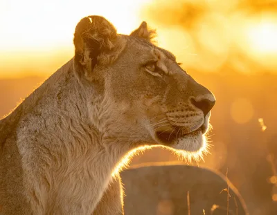 Lioness Profile Portrait During Golden Hour Sunset