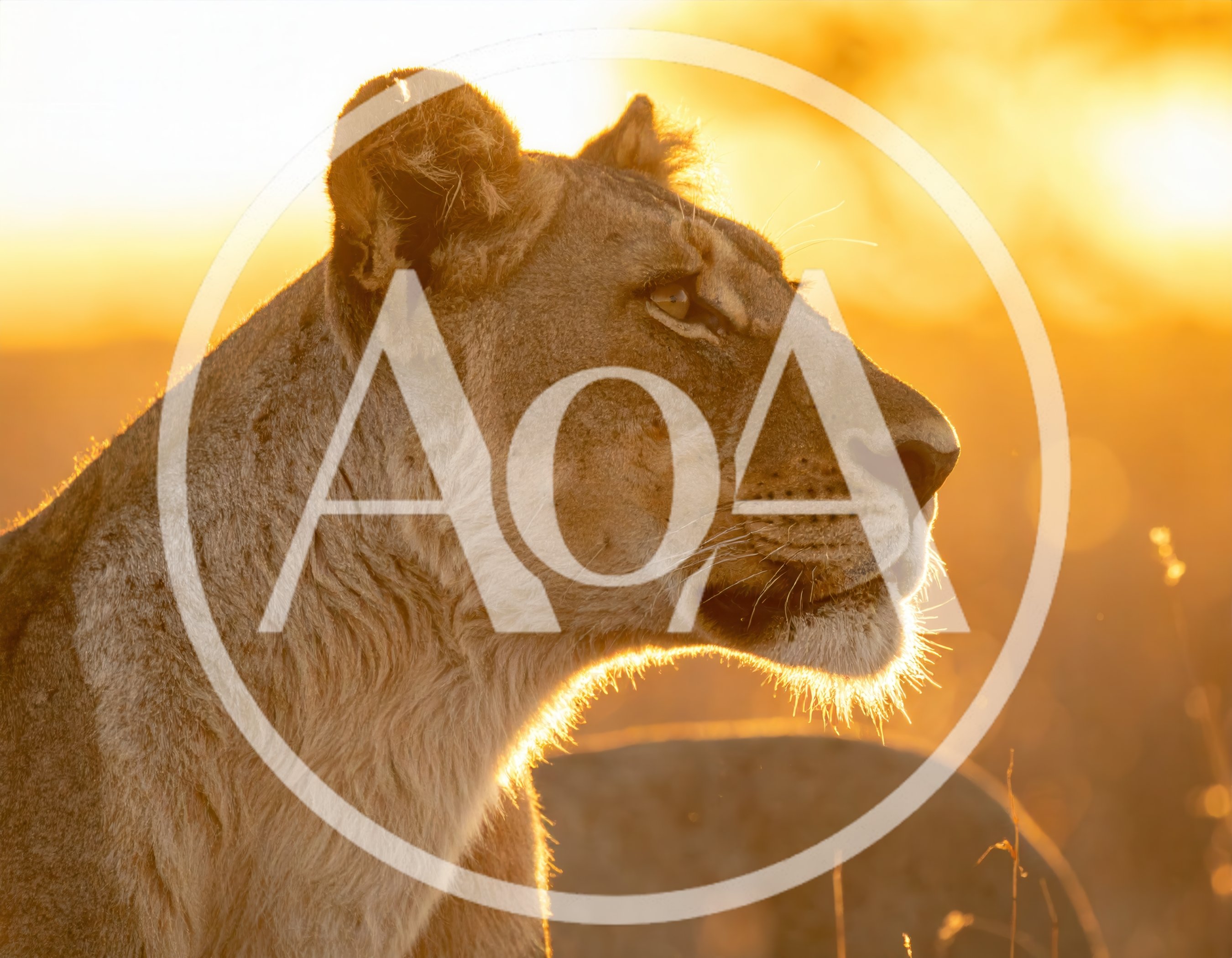 Lioness Profile Portrait During Golden Hour Sunset