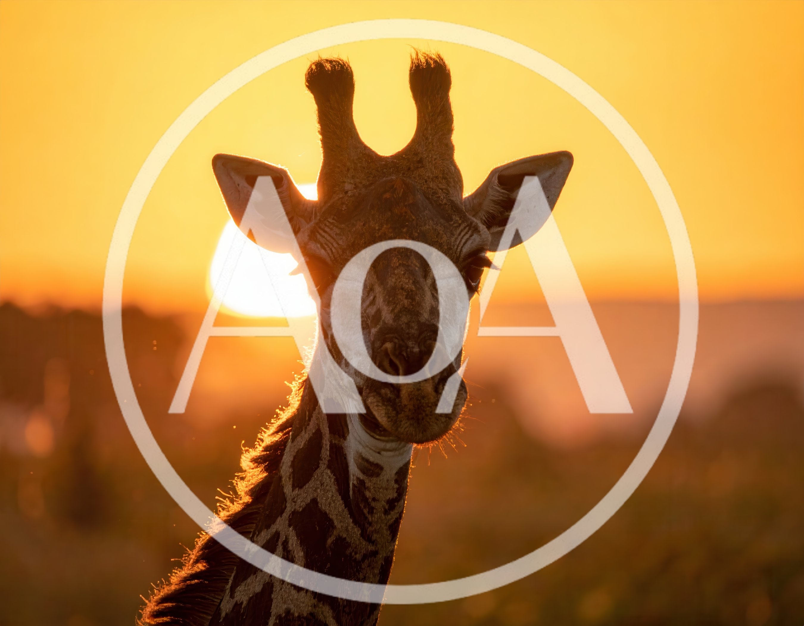 Giraffe Head Portrait Against Golden Sunset