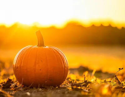 Single Orange Pumpkin In A Field At Sunset