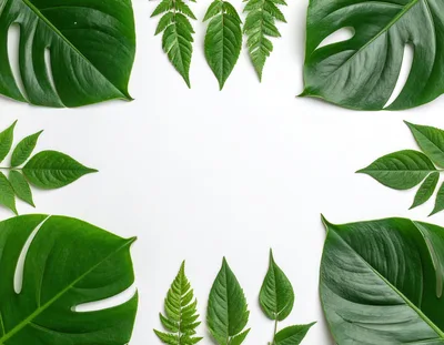 Tropical Leaf Frame Border on White Background