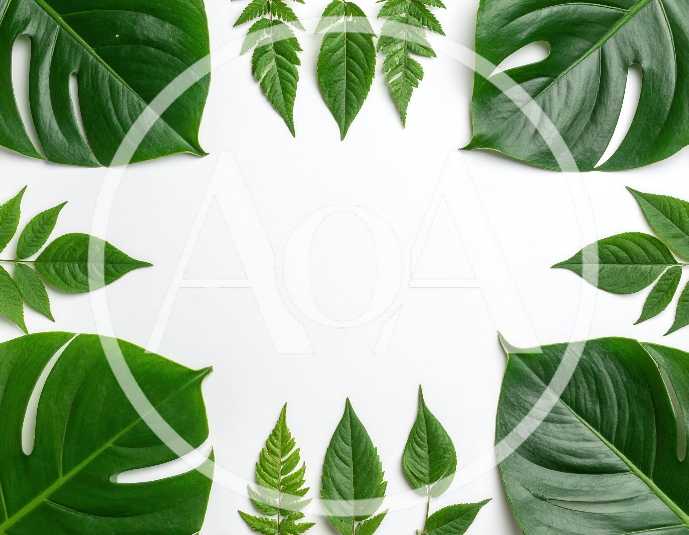 Tropical Leaf Frame Border on White Background