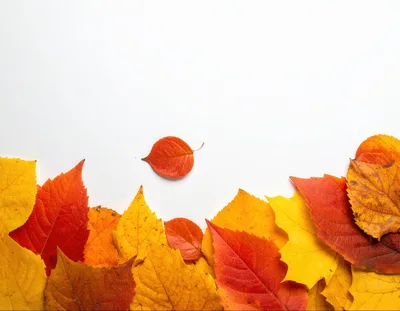 Autumn Leaves Border On White Background